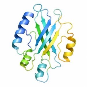 FGF 23(Fibroblast Growth Factor-23)